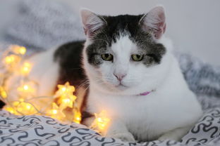 高品质猫砂铲子品牌推荐，养猫人士的福音来了！