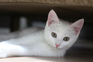 猫用品牌沐浴露测评与使用指南