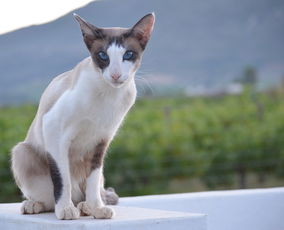 猫咪干洗剂大揭秘，这些品牌让你轻松解决猫咪掉毛烦恼！