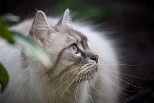猫铲子怎么选购好的品牌？一篇文章带你了解