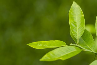 茶叶的品牌选择有哪些？让我们一起探个明白