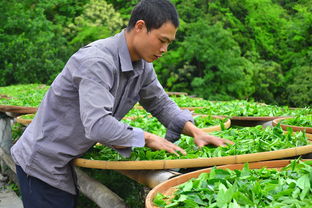 生态茶叶劳务品牌大盘点，那些值得关注的品牌与案例