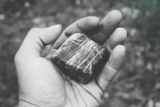 美国进口一体铲子品牌大揭秘，排名与解析