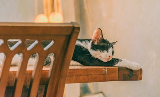 揭秘猫猫水龙头品牌排行，谁才是你的家居好伙伴？