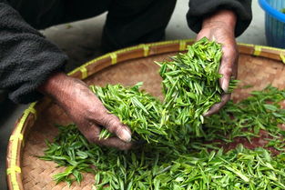 贵州龙井茶叶品牌加盟，开启您的茶叶事业新篇章