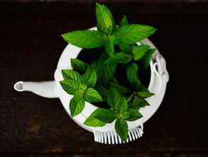 南方茶叶的品牌推荐，品味南国茶香