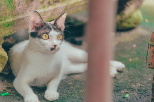 宠物猫咪用品铲子推荐品牌全解析