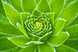 植物胶板材品牌——环保与品质的双重选择