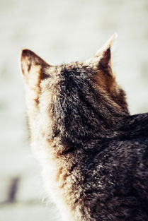 猫咪干洗哪家强？盘点市面上最受欢迎的猫咪干洗品牌