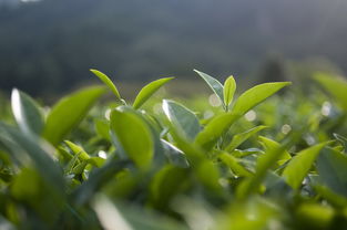 钦州龙井茶叶品牌招商，共创茶叶产业新篇章