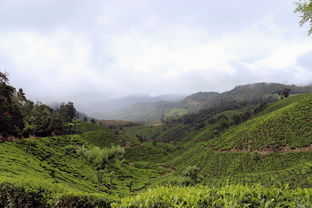 湖北竹山茶叶品牌大全—探寻竹山茶的魅力和多样性