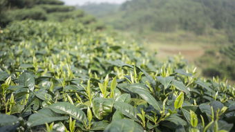 天津毛尖茶，茶叶品牌的魅力之旅