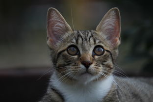 平价猫砂铲子品牌排行榜大揭秘，让你的猫咪享受实惠又贴心的呵护