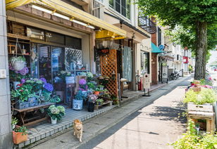 探索高级旗袍的魅力——一家精品店的时尚之旅