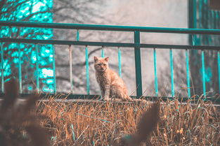 包装上有猫咪的零食品牌——猫咪爱好者的甜蜜选择